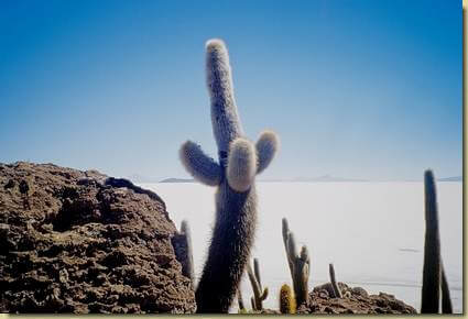 cactus all'isla pescadores