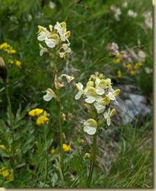 Pedicularis racemosa...