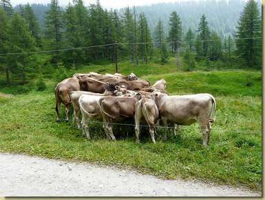 assembramento di mucche al Devero...